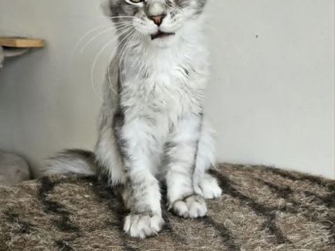 sublime Chaton maine coon loof 1700 77640 Jouarre
