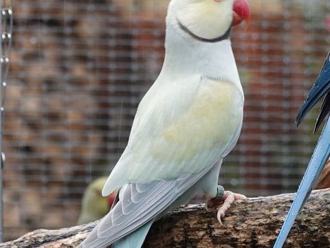 Perruche &agrave; collier 120 33000 Bordeaux