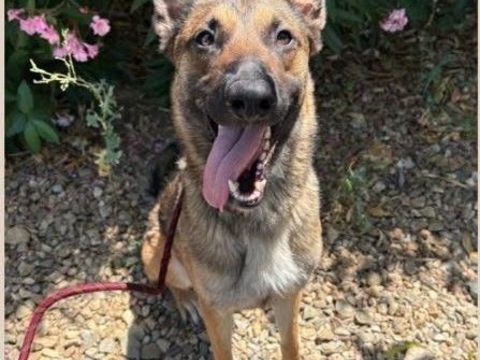 Chien ARIA à l adoption 210 34500 Bziers