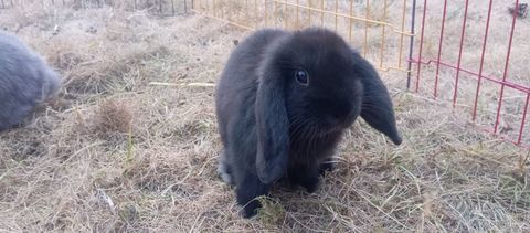 Lapin nain b&eacute;lier 40 59310 Beuvry-la-forêt