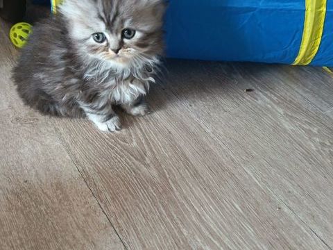 Chaton persan 600 59494 Petite-for�t