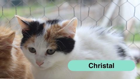 Christal, chatte &agrave; adopter 160 18210 Bannegon