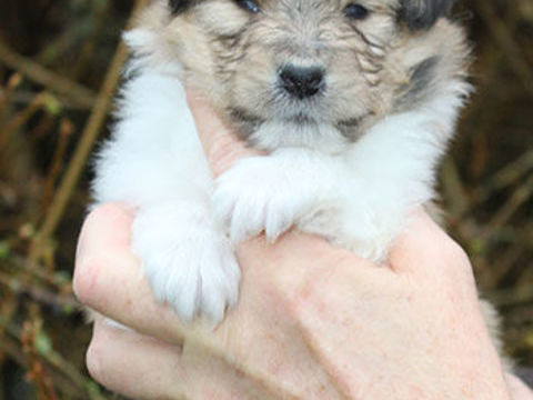 A r&eacute;server chiot colley (Lassie) 1450 88240 Bains-les-bains