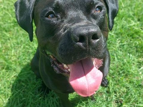 Tito, m&acirc;le crois&eacute; berger, n&eacute; le 10/02/2022 🐶 380 44000 Nantes