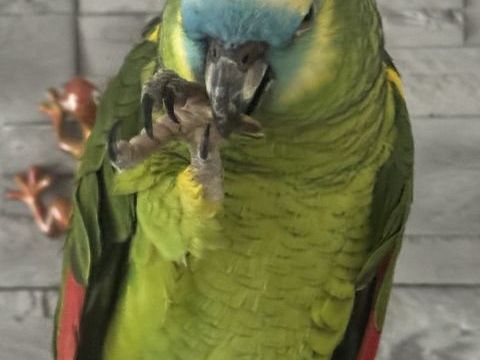 Amazone &agrave; front bleu m&acirc;le 4 ans 400 91270 Vigneux-sur-seine