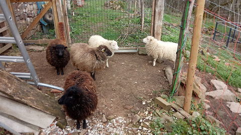 Moutons d'Ouessant 1550 81170 Saint-martin-lagu�pie