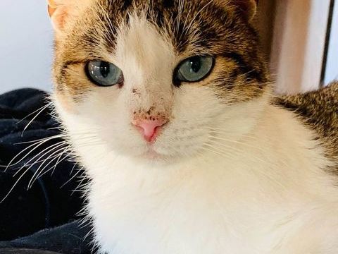 John attend une famille pour la vie ! 89 34420 Villeneuve-ls-bziers