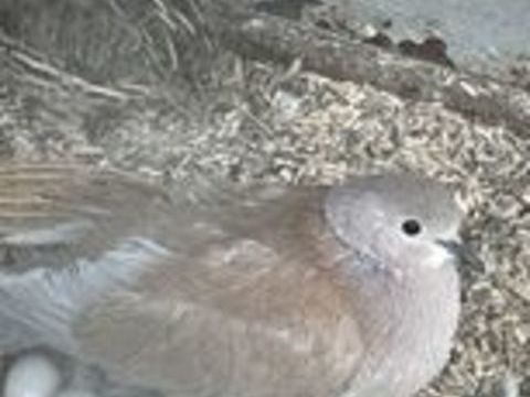   Colombe ou tourterelle  