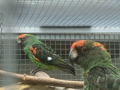 Perroquet de Jardine 1250 68700 Wattwiller