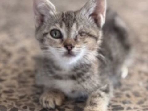 Chaton issu d'un sauvetage - 0 75006 Paris