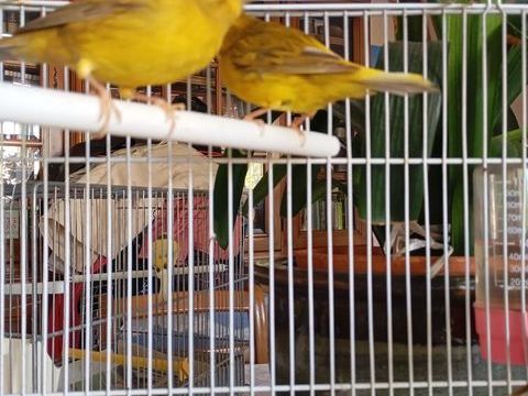 canaris 25 83200 Le revest-les-eaux