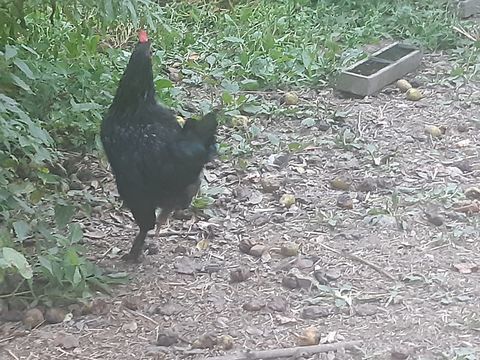 Coq noir semi- nain type noir du Berry 10 41100 Vendme