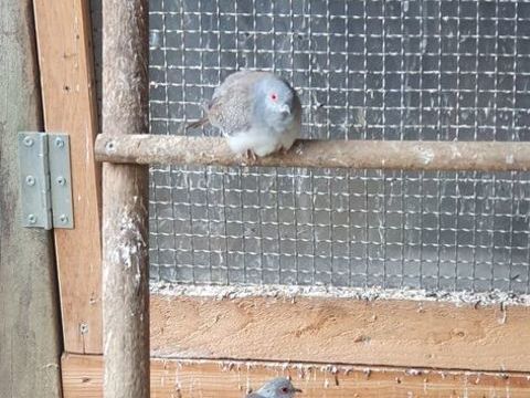 Colombe diamant 12 35530 Brc