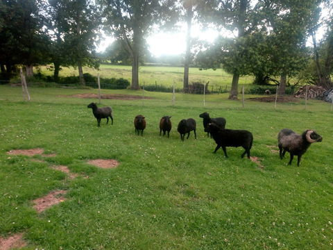 don de jeunes béliers. 0 56220 Malansac