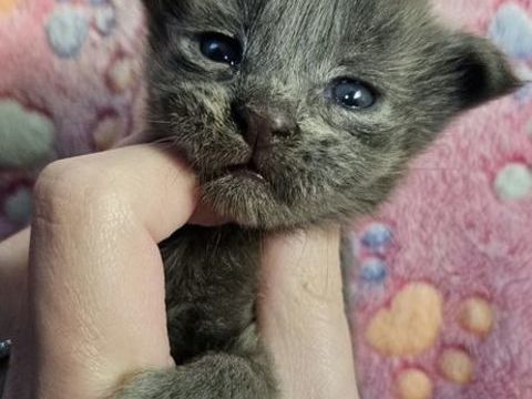 Chaton maine coon Loof m&acirc;le 1500 77640 Jouarre