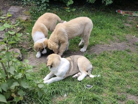 Chiots crois&eacute;s Patou &times; Gampr (Berger Arm&eacute;nien) 0 91180 Saint-germain-l�s-arpajon