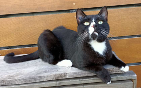 TERRY CHAT NOIR & BLANC 5 ANS 195 92260 Fontenay-aux-roses