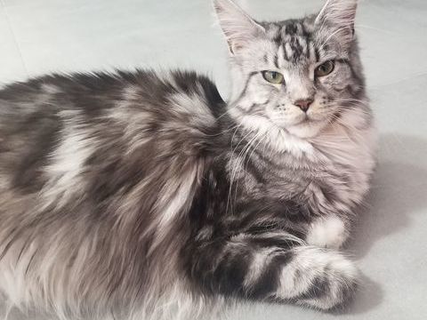 Chatons Maine Coon LOOF 1300 33920 Saint-yzan-de-soudiac