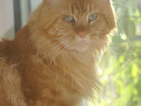 Viking, Maine Coon roux cherche un foyer 700 32000 Auch