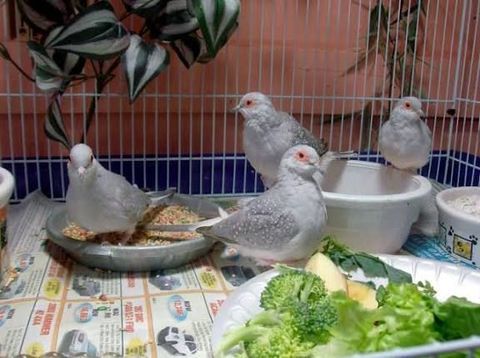 Couple colombe diamant 20 71100 Chalon-sur-sane