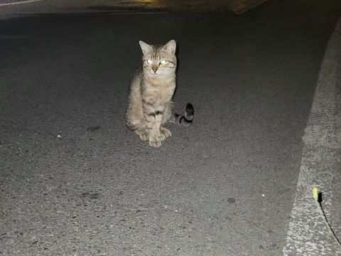 Chat MILO &agrave; l adoption 120 30340 Salindres