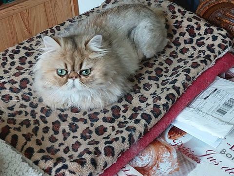 Magnifique chatonne   Persan 800 95500 Le thillay