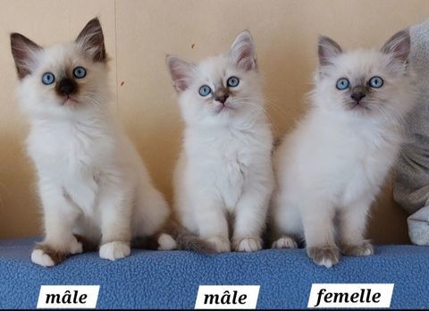 Chatons sacrés de birmanie et Main coons 550 12100 Millau