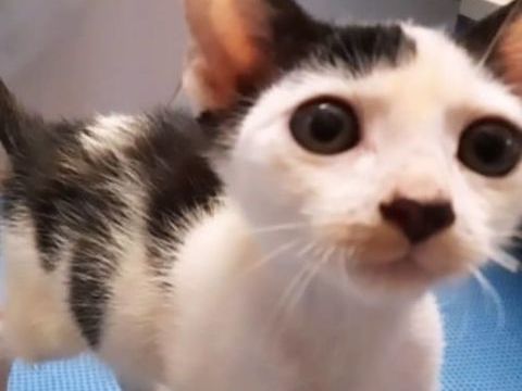 ✨️ NESTOR ✨️ 🐱 0 11000 Berriac