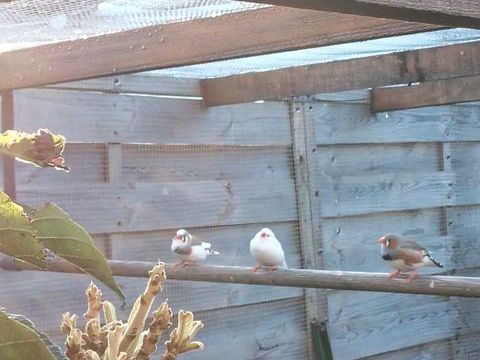 ? oiseaux exotique mandarins moineaux du japon ruficauda 10 79210 Mauz-sur-le-mignon