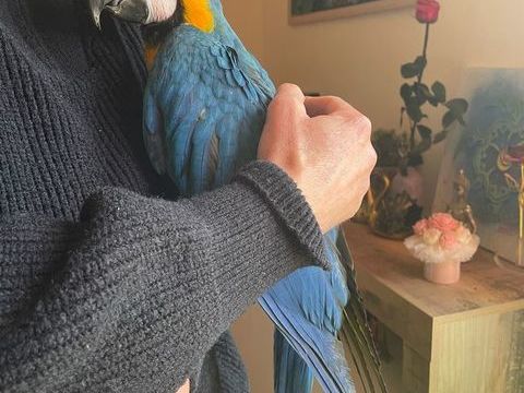 Perroquet ara bleu et jaune b&eacute;b&eacute; femelle 1600 83630 R�gusse