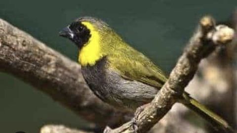Petit Chanteur de Cuba canari 1 72300 Parc�-sur-sarthe