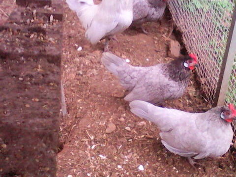 poules et coqs nains 10 09000 Foix