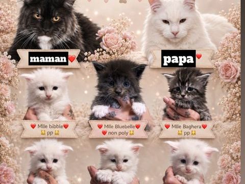 Magnifique chatons Maine Coon polydactiles pp &agrave; r&eacute;server 1200 59300 Valenciennes