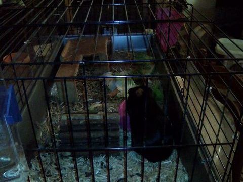 Grande cage pour cochon d'Inde 20 95640 Marines