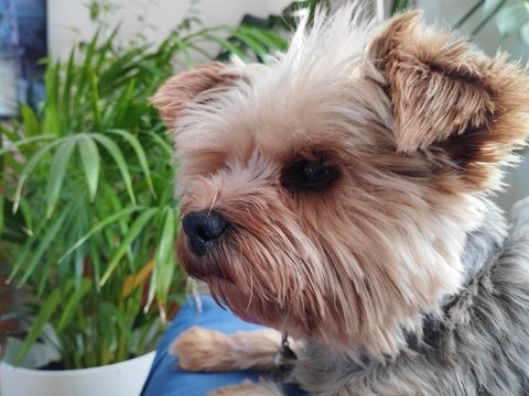 Nous recherchons une petite chienne Yorkshire même croisée. 0 62220 Carvin