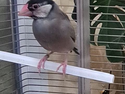  Padda de Java m&acirc;le &agrave; Caudrot 33 50 33490 Caudrot