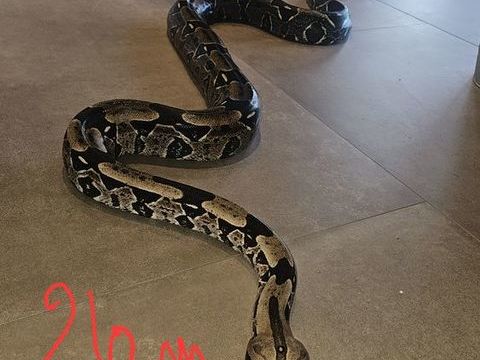 Boas Constrictor constrictor, 500 83600 Les adrets-de-l'est�rel
