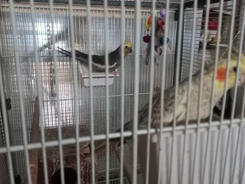 Calopsitte (couple). 50 54750 Trieux