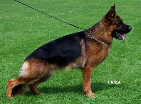 Magnifique chiots berger allemand 1250 59163 Condé-sur-l'escaut
