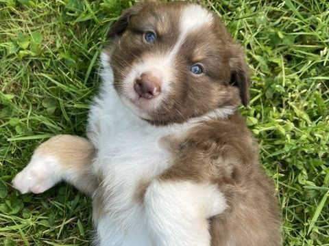 Chiot Berger Am&eacute;ricain Miniature 1500 56220 Pluherlin