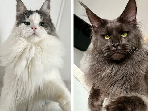 Chatons Maine Coon 1600 62300 Lens