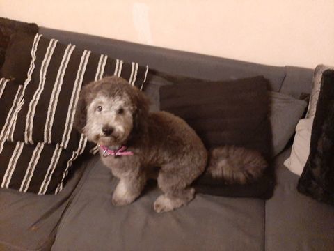 chiot 900 69100 Villeurbanne