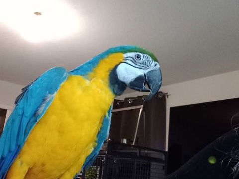 Recherche m&acirc;le ara ararauna 0 74540 All�ves