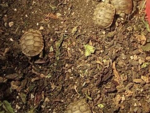 Tortue de terre 20 83390 Cuers