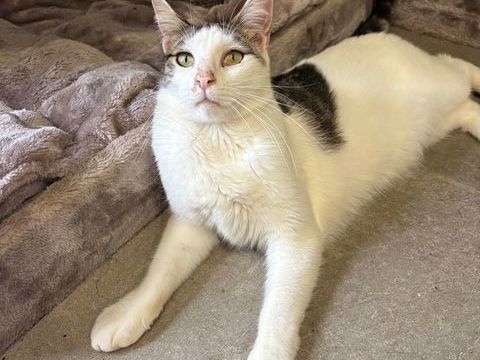 Croisé maine coon 200 31480 Cabanac-sguenville