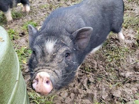 CHARMEUR, adorable cochon à adopter via l'association UMA 40 44100 Nantes