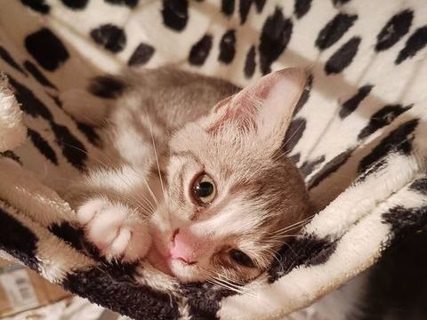 Charmant chaton ! 0 49620 La pommeraye