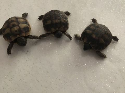 TORTUE TERRESTRE 45 30320 Poulx