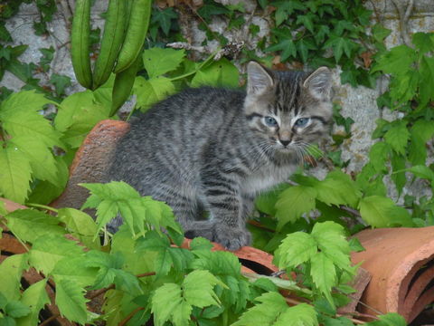Donne chaton mâle tigré de juste 3 mois. 0 24340 Mareuil