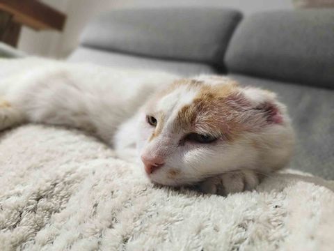 Amaya 80 44000 Nantes